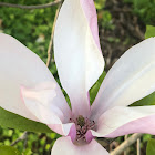 Rose Mallow