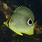 Foureye Butterflyfish