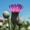 Swamp Thistle