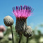 Swamp Thistle