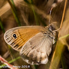 Small Heath (Aberation)