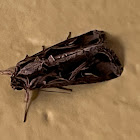 Sweet Potato Armyworm Moth