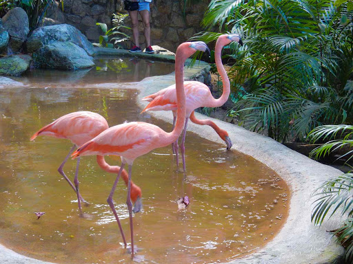 Flamingos-in-Las-Caletas - Flamingos near the entrance of Las Caletas, Mexico. 