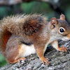 American Red Squirrel