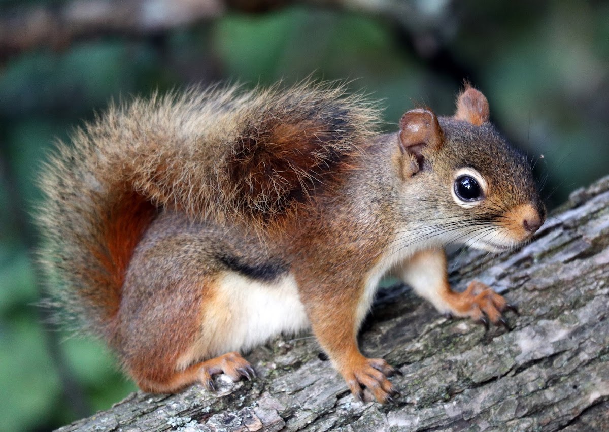 American Red Squirrel