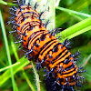 Variegated Fritillary (caterpillar)