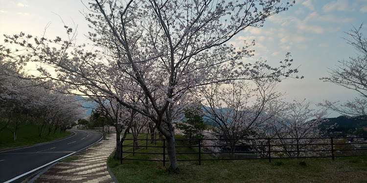 Nボックスカスタムのタイミング逃した桜コラボ・コロナウイルスに負けるな・桜に関するカスタム事例の投稿画像17枚目