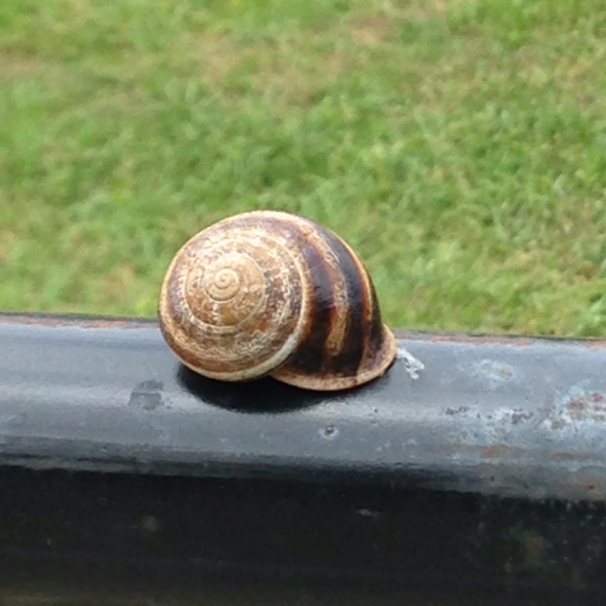 Garden Snail