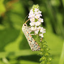 Heliotrope Moth