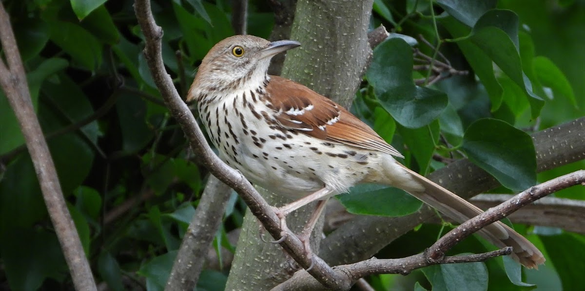 Brown thrasher