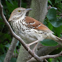 Brown thrasher