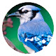 Bird pop animal HD new tab page theme