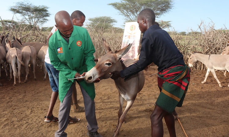 Turkana county veterinary officer treating donkeys in Lochor Ekuyen, Loima subcounty during a donkey clinic exercise organised by APaD