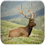 Deer sounds  Icon