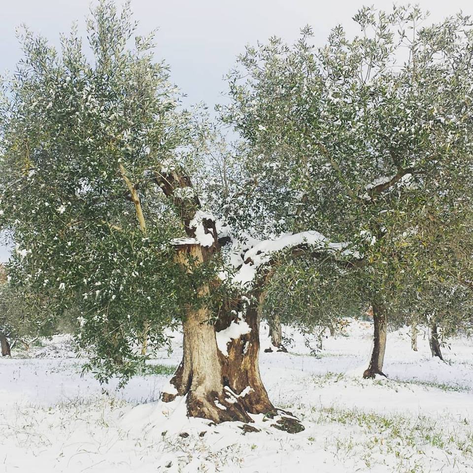 Albero d'ulivo innevato. di tinaconte86