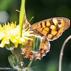 Speckled Wood