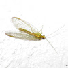 Lacewing