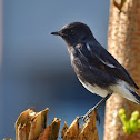 Pied Bushchat / काले झ्याप्सी