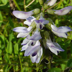 Alpine Milkvetch