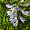 Alpine Milkvetch