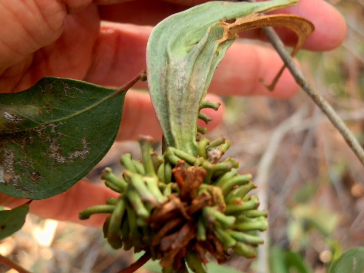 Eucalyptus galls - male & female