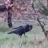 Jackdaw