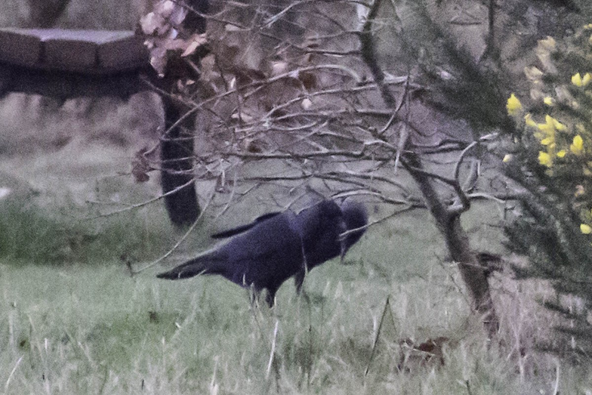 Jackdaw