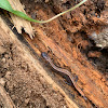 Red-backed salamander