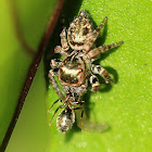 Jumping spider