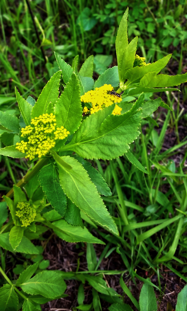 Golden Alexander