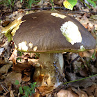 Bolete