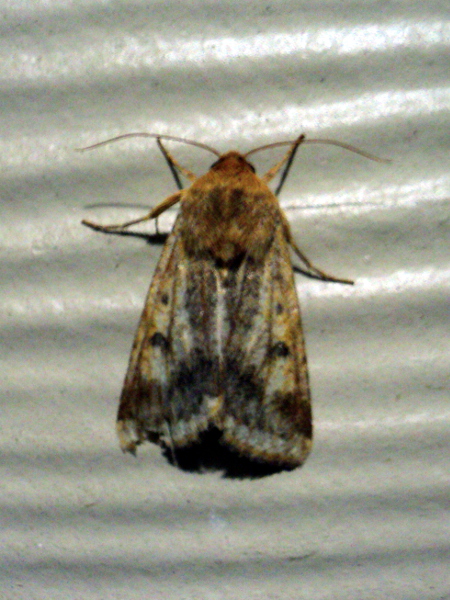 Black Cutworm Moth