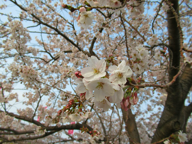 カローラフィールダーの桜と愛車のコラボ・お花見ドライブ・ラブライブ！サンシャイン！！・寝そべりぬいぐるみ・桜内梨子に関するカスタム事例の投稿画像8枚目