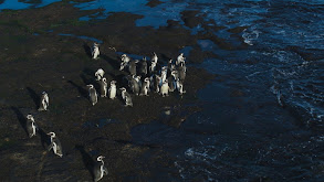 Argentina: La Patagonia thumbnail