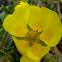 Hairy Cinquefoil