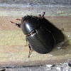 Rice Beetle