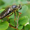 Scarce Red-legged Robberfly