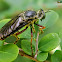 Scarce Red-legged Robberfly