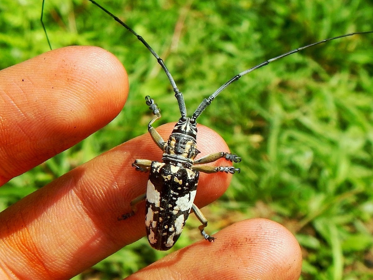 Longhorn Beetle