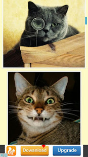 Funny Cat(圖2)-速報App