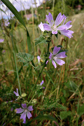 Lavatera cretica