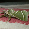 Splendid Ghost Moth - male