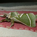 Splendid Ghost Moth - male