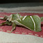 Splendid Ghost Moth - male
