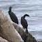 Pelagic cormorant