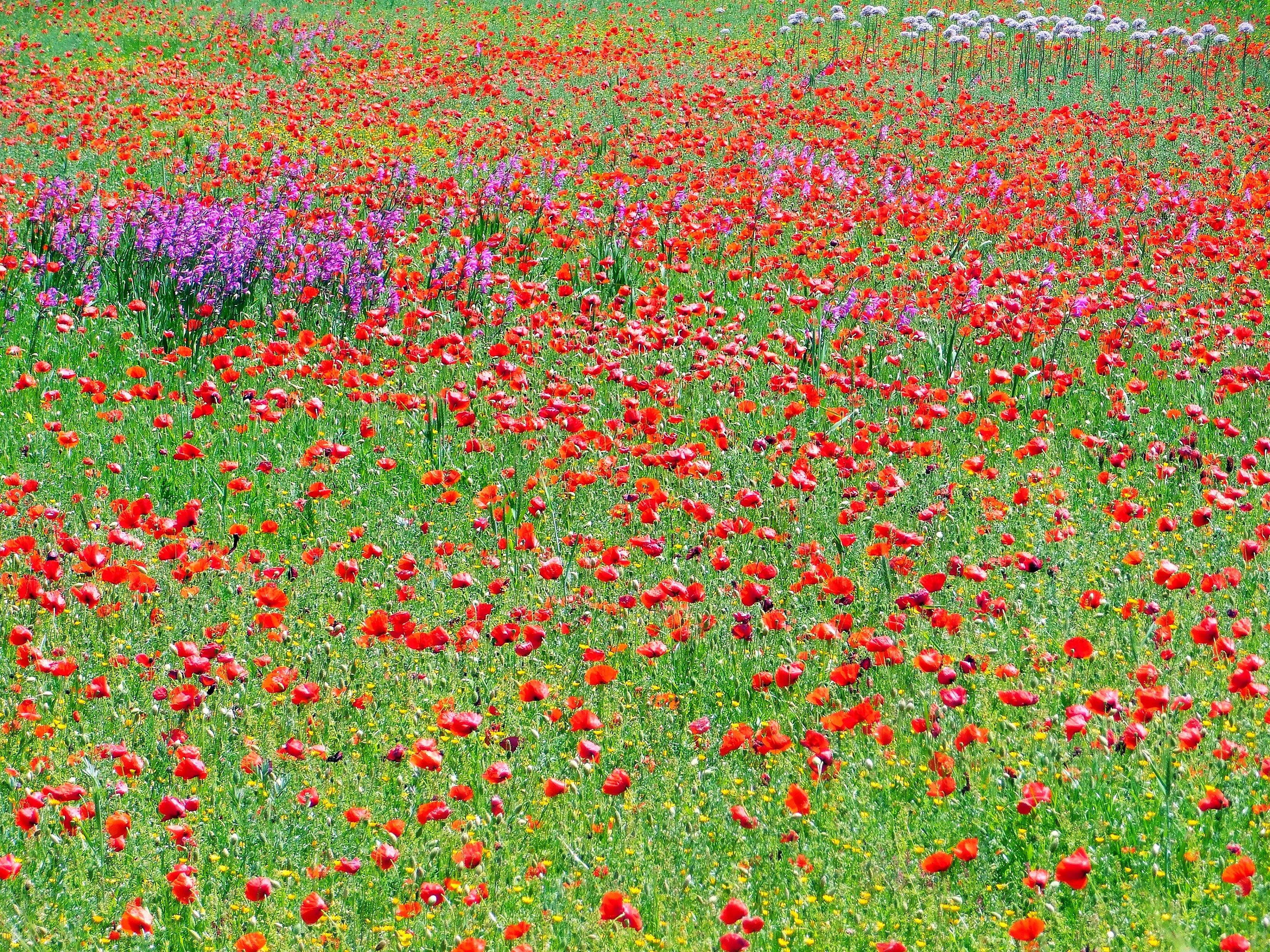 Rosso di primavera di RITA_CARLUCCI