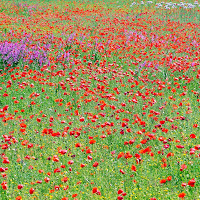 Rosso di primavera di 