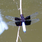 Madagascar jungle skimmer