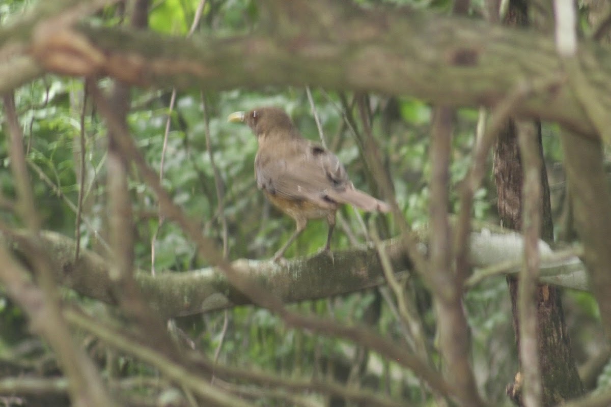 Clay-Colored Thrush