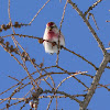 Common Redpoll